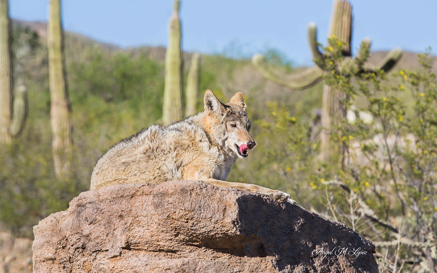 Coyote on rock
